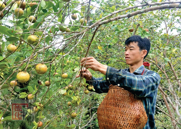 满山油茶满树“金” - 憨鼠网