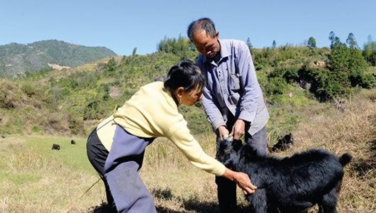 乡村振兴 德化走上“羊”光大道 - 憨鼠网