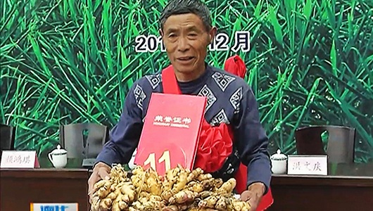 大铭乡第二届生姜文化旅游节 “姜王”新姜产出比43.5 - 憨鼠网