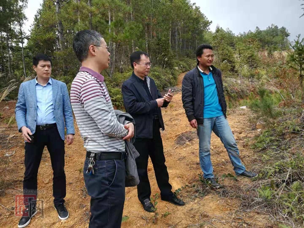 省林业局到美湖镇调研珍贵树种培育工作 - 憨鼠网