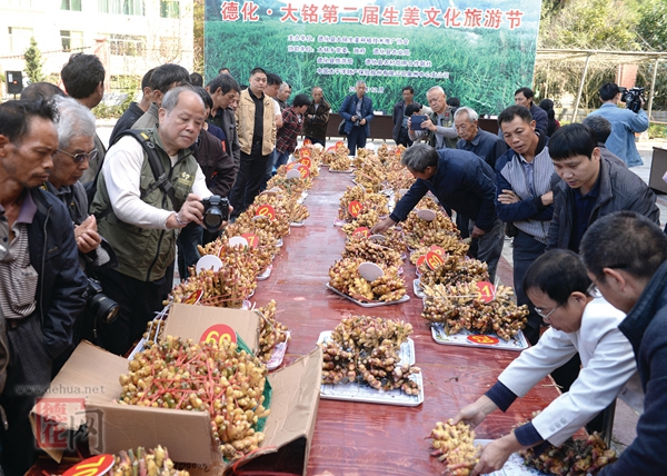 “生姜王”出炉，新姜产出比为43.5！ - 憨鼠网