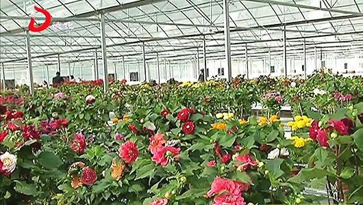 潘祠村：百花园百花开放“春满园” - 憨鼠网
