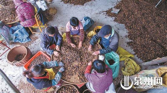 德化：茶油飘香时 村民喜开颜 - 憨鼠网