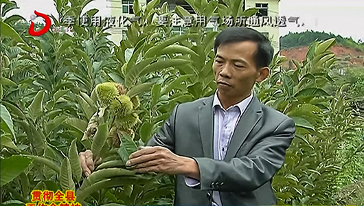 林金镇：三十余年精心培育 苗木远销各地 - 憨鼠网