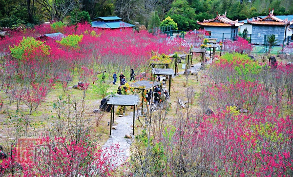 桃花竞相怒放 游客纷至沓来 - 憨鼠网