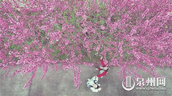 三月桃花 芬芳迷人 - 憨鼠网