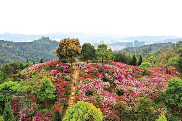杜鹃花开满山红 - 憨鼠网