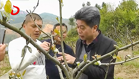 德化梨“生病” 专家上门把脉开药方 - 憨鼠网