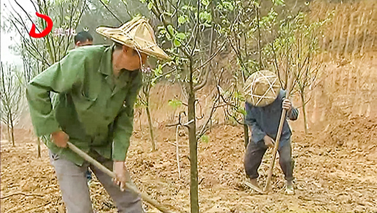大铭乡：种下千株紫玉兰 美环境保水土 - 憨鼠网