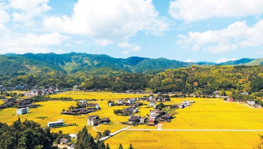 农业农村局：实施乡村振兴战略、打造乡村旅游精品路线，林业局：实施“六大”行动、建设“三高”林业 - 憨鼠网