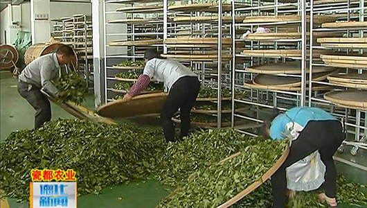 江山美人庄园：精心管理 用心制茶 - 憨鼠网