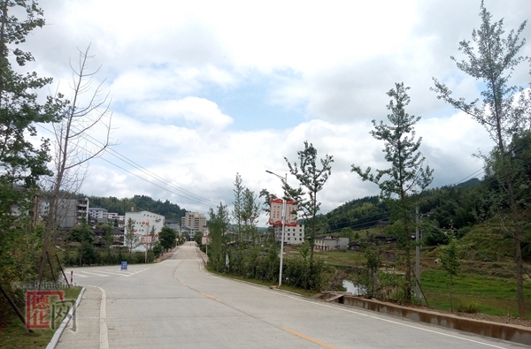 葛坑镇：打造绿色村庄银杏风景林带 - 憨鼠网