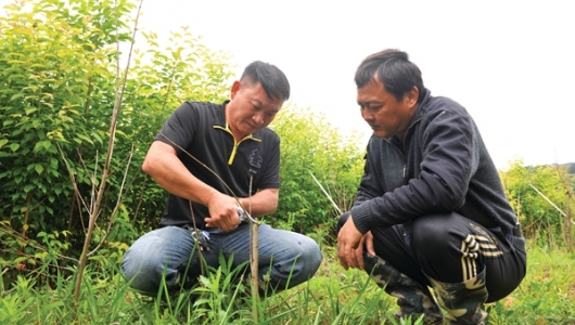 台商杨闽华：跨越海峡编织绿色梦想 - 憨鼠网
