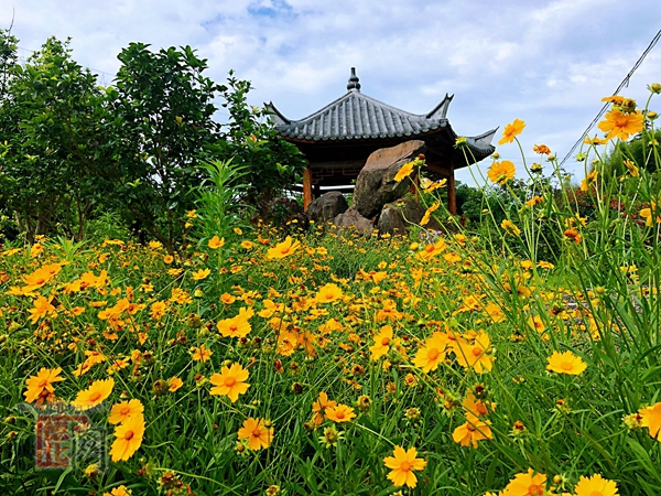 雷峰镇党建文化广场 赏花正当时 - 憨鼠网