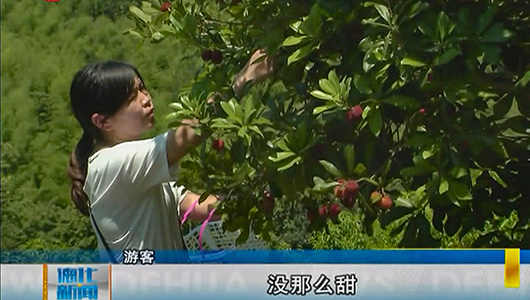 水口镇村场村：杨梅成熟季 市民采摘乐 - 憨鼠网