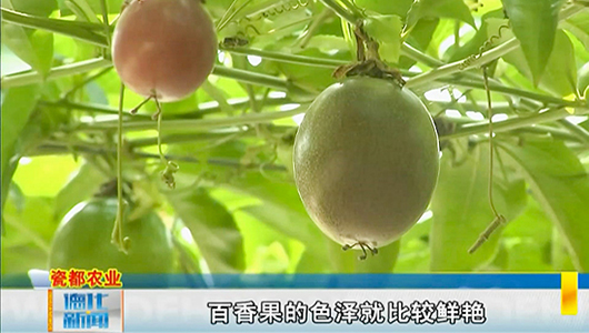 道畋智慧农业：200多亩百香果迎来采摘期 - 憨鼠网