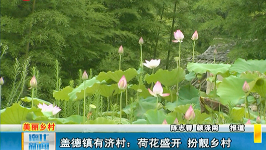 盖德有济村：荷花盛开 扮靓乡村 - 憨鼠网