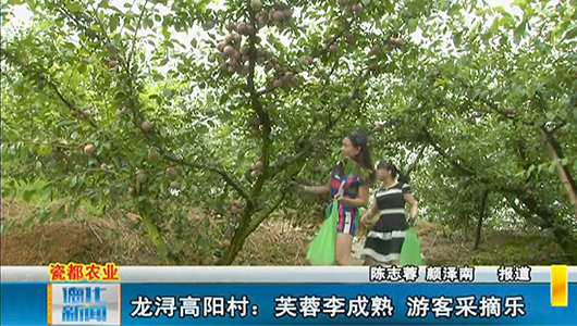 高阳村：芙蓉李成熟 游客采摘乐 - 憨鼠网