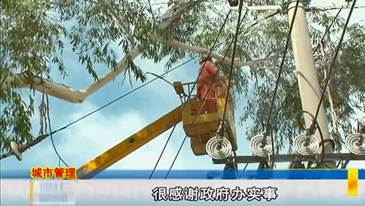 龙井社区宝霞路：大桉树存隐患 多部门联合清理 - 憨鼠网