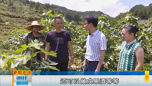 赤水镇铭爱村：富硒无花果即将成熟待采摘 - 憨鼠网