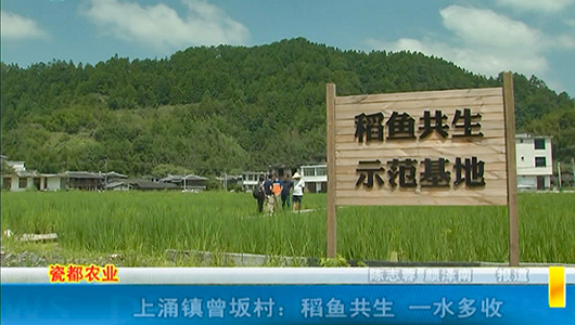 上涌镇曾坂村：稻鱼共生 一水多收 - 憨鼠网