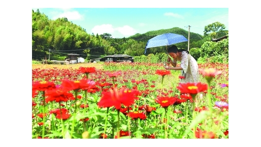 雷峰镇瑞坂村：百日菊花海迎来盛花期 - 憨鼠网