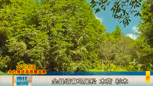 林业局：践行“两山”理论  推进林业高质量发展 - 憨鼠网