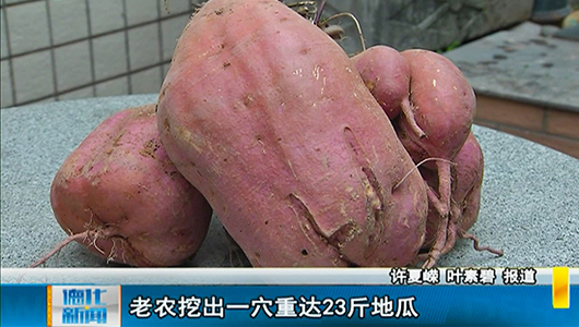 老农挖出一穴重达23斤地瓜 - 憨鼠网