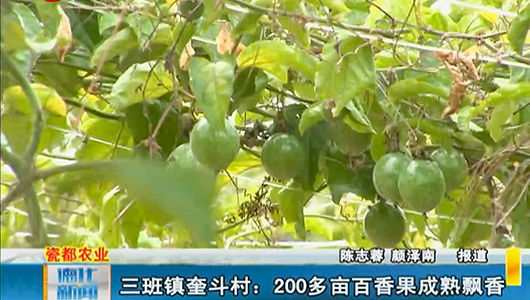 三班镇奎斗村：200多亩百香果成熟飘香 - 憨鼠网