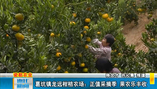 葛坑镇龙远柑桔农场：正值采摘季 果农乐丰收 - 憨鼠网