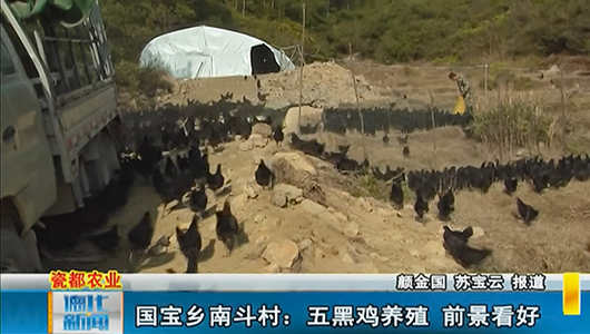 国宝乡南斗村：五黑鸡养殖 前景看好 - 憨鼠网