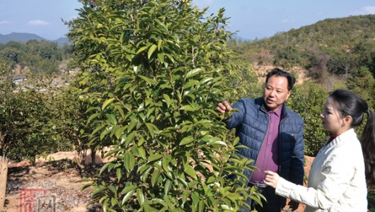 水口镇：茶油飘香 正当时 - 憨鼠网