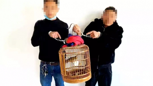 【战“疫”进行时】德化检察提前介入一起非法狩猎案 - 憨鼠网