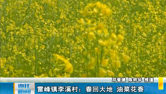 雷峰镇李溪村：春回大地 油菜花香 - 憨鼠网
