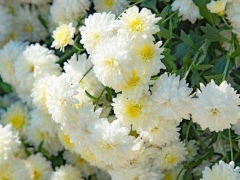 关于清明节期间暂停群众现场祭扫活动的补充通告 - 憨鼠网