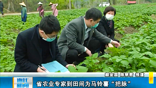 省农业专家到田间为马铃薯种植“把脉” - 憨鼠网