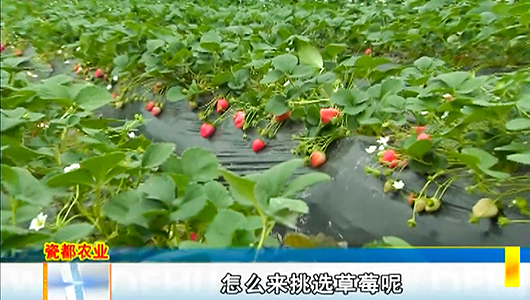 龙浔镇高阳村：十几亩草莓喜获丰收 - 憨鼠网