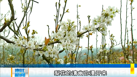 上涌镇：漫山梨花开 美不胜收 - 憨鼠网