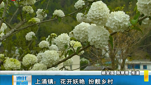 上涌镇：花开娇艳 扮靓乡村 - 憨鼠网
