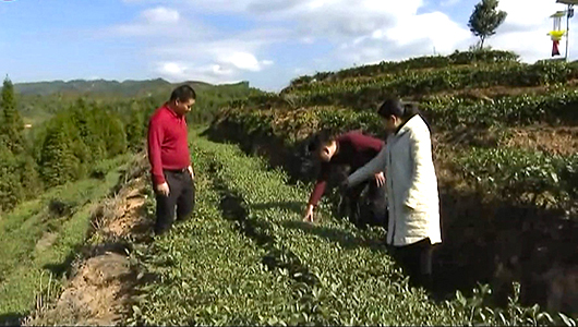 顺天福有机生态茶园：十余年坚持有机种植 茶叶日渐走俏 - 憨鼠网