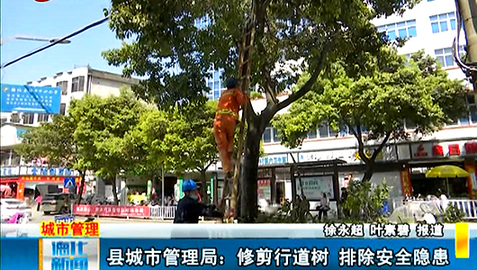 县城市管理局：修剪行道树 排除安全隐患 - 憨鼠网