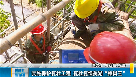 实施保护复壮工程 复壮复绿美湖“樟树王” - 憨鼠网