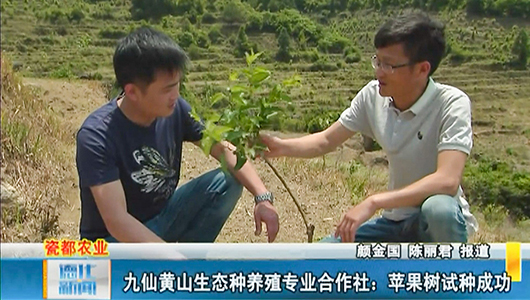 九仙黄山生态种养殖专业合作社：苹果树试种成功 - 憨鼠网