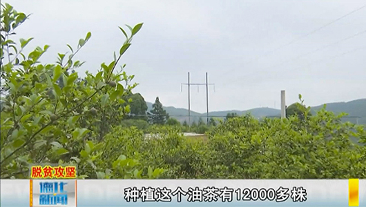 电力线路下种油茶 保安全助脱贫 - 憨鼠网