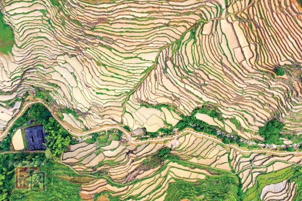鸟瞰梯田美成画 - 憨鼠网