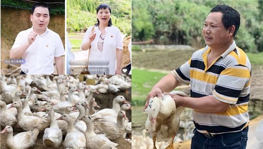 1小时，卖出300只！德化：“爱心鸭”，真棒呀！ - 憨鼠网