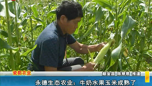 永德生态农业：牛奶水果玉米成熟了 - 憨鼠网