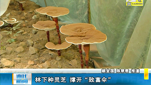 林下种灵芝 撑开“致富伞” - 憨鼠网