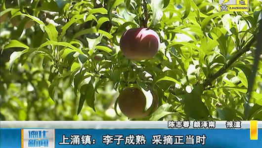 上涌镇：李子成熟 采摘正当时 - 憨鼠网