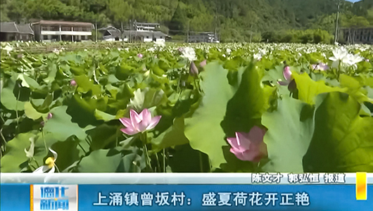上涌镇曾坂村：盛夏荷花开正艳 - 憨鼠网